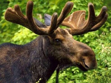 На Волині контрабандисти замаскувалися під лосів. ВІДЕО