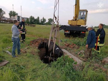 На Волині з канави рятувальники витягнули корову