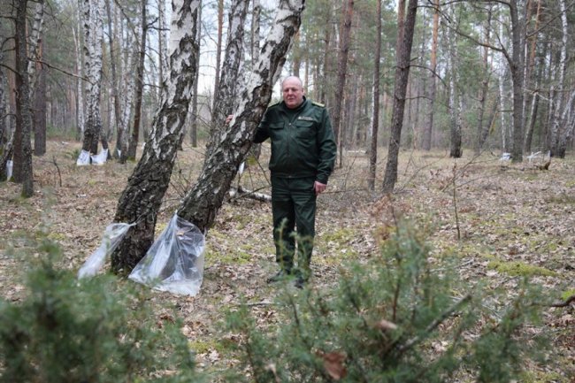 На Волині стартував сезон березового соку. ФОТО