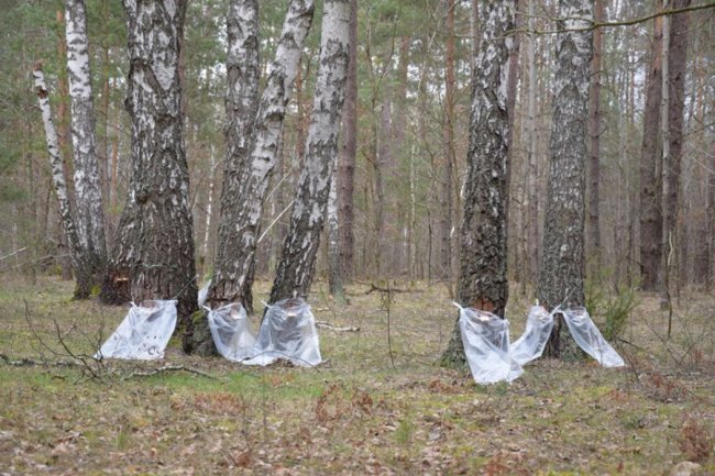 На Волині стартував сезон березового соку. ФОТО