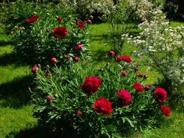 У Луцьку молодики крадуть півонії і продають реалізаторам квітів