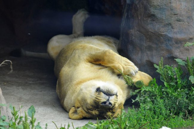 Ліниві леви і грайливі мавпочки: яскраві фото з Луцького зоопарку
