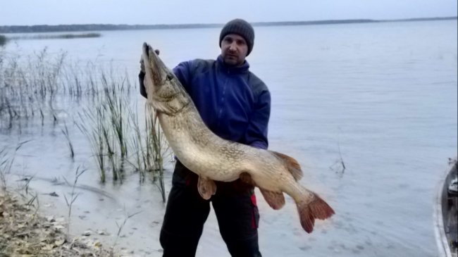 Понад 16 кілограмів: на Волині спіймали щуку-рекордсменку
