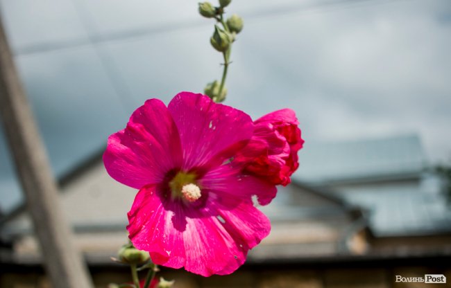 Барвиста краса: літній Луцьк потопає у квітах. ФОТО