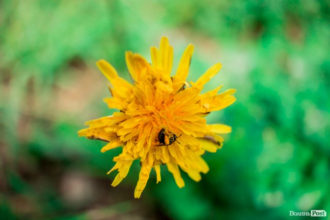 Барвиста краса: літній Луцьк потопає у квітах. ФОТО