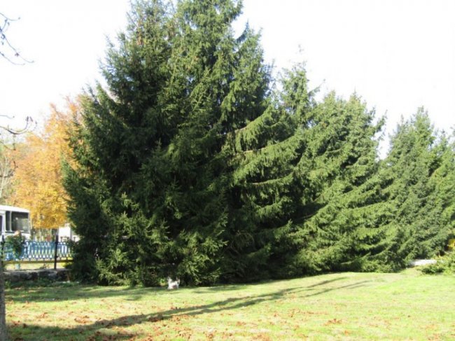 Краса золотої осені у місті на Волині. ФОТО