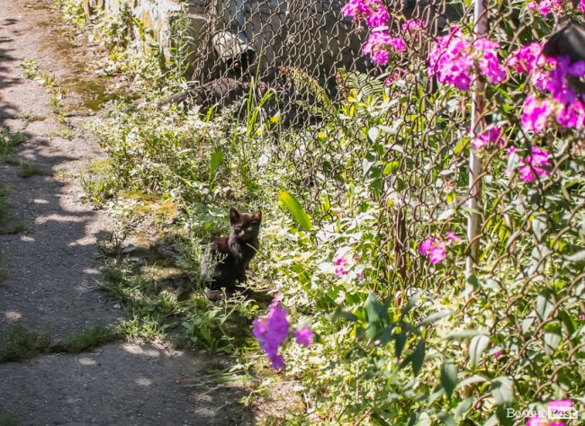 День кота: як відзначають «професійне» свято луцькі пухнастики. ФОТО