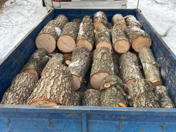 Затримали волинян, які незаконно вирубували дерева у прикордонні. ФОТО