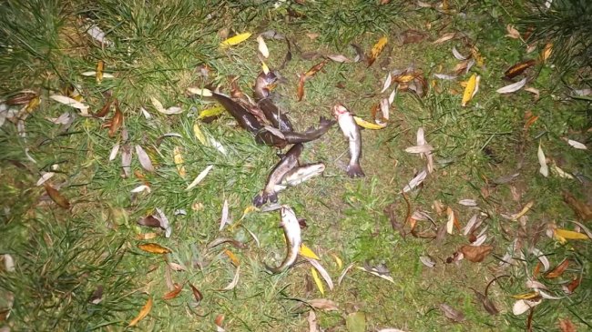 На Волині затримали двох чоловіків, які ловили рибу у заказнику. ФОТО