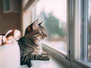 Погода у Луцьку та Волинській області на завтра, 28 лютого