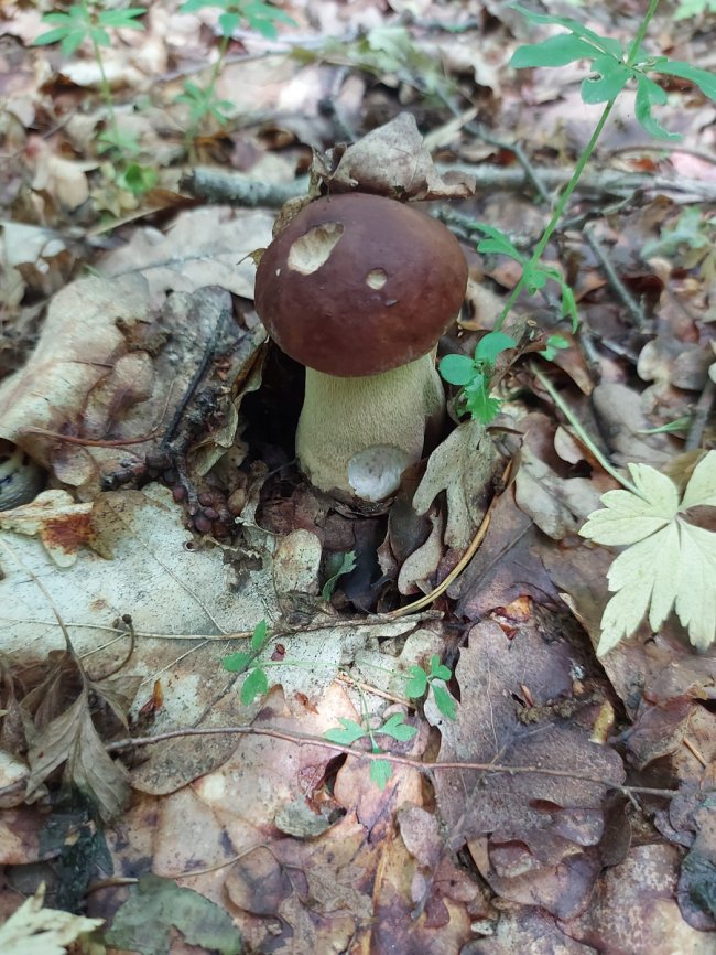 На Волині – у розпалі грибний сезон