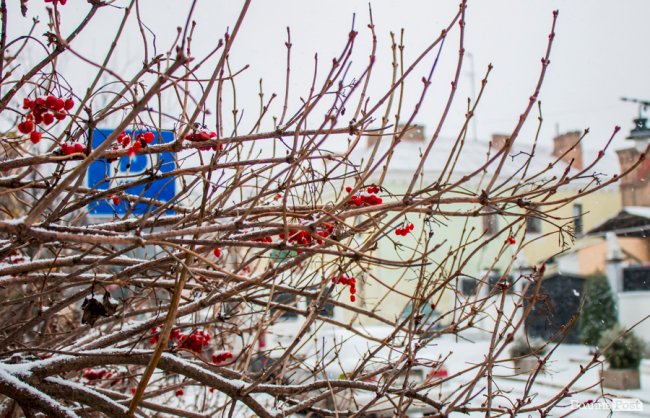 Засніжений Луцьк. ФОТОРЕПОРТАЖ