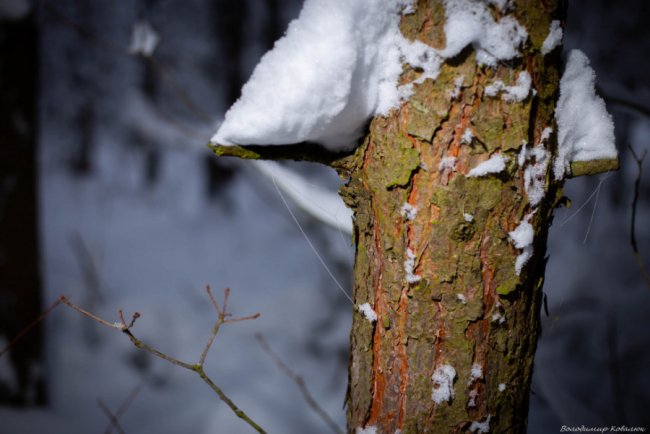 Показали красу зимового волинського лісу: чарівні фото