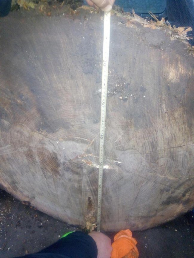 Фігурує вже у кількох справах: на Волині затримали автомобіль з незаконною деревиною