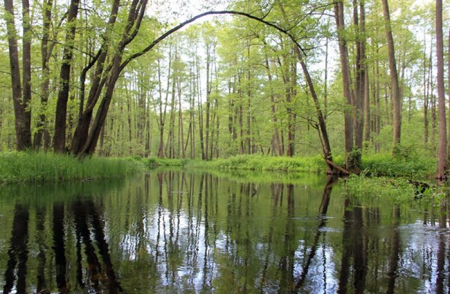 Наче Амазонка: як після дощів розлилася волинська річка. ФОТО