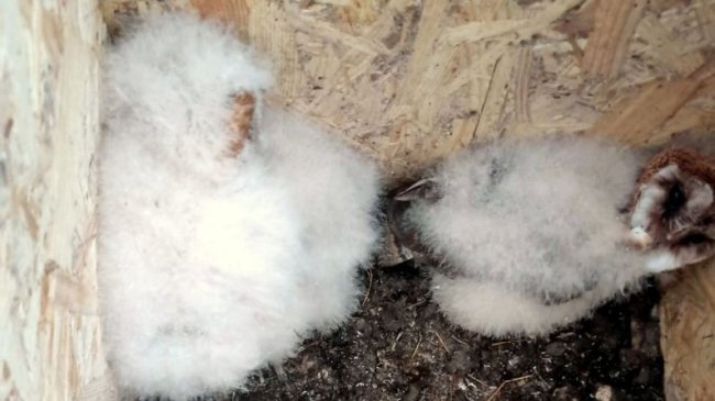 На Волині вперше за 100 років зафіксували гніздування рідкісного птаха