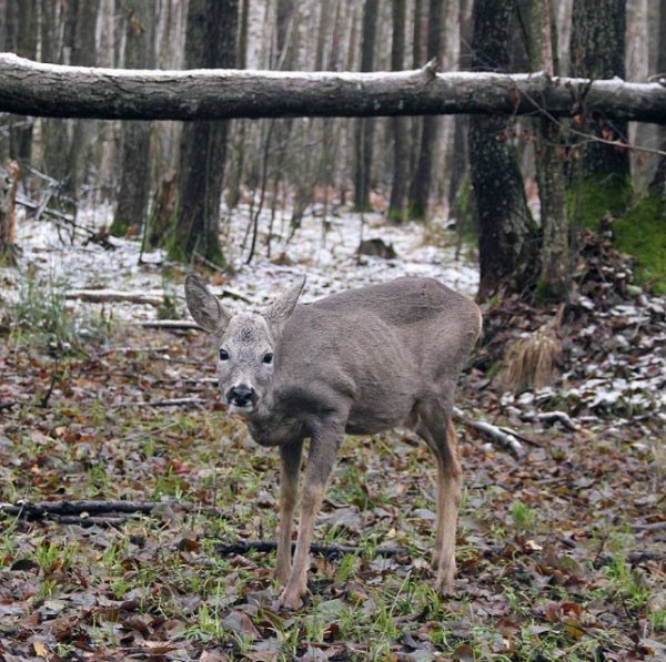 Перший сніг у волинському лісі: неймовірні фото