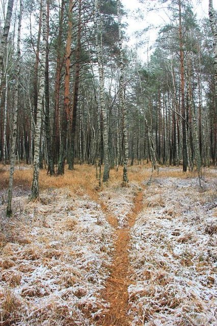 Перший сніг у волинському лісі: неймовірні фото