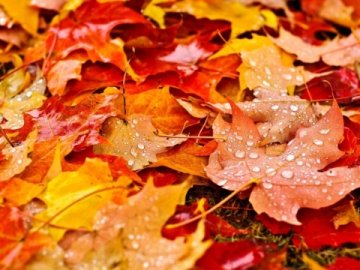 Якою буде погода в Луцьку та Волинській області на Покрову