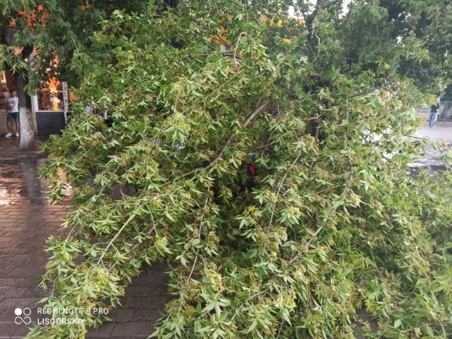 У центрі Луцька частина дерева впала на авто. ФОТО