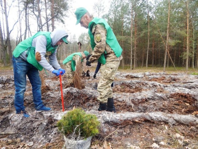 Лісокультурна кампанія в розпалі: показали, як заліснювали Любомльщину. ФОТО