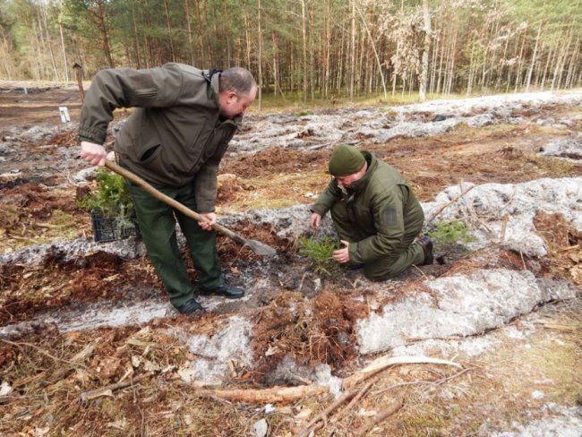 Лісокультурна кампанія в розпалі: показали, як заліснювали Любомльщину. ФОТО