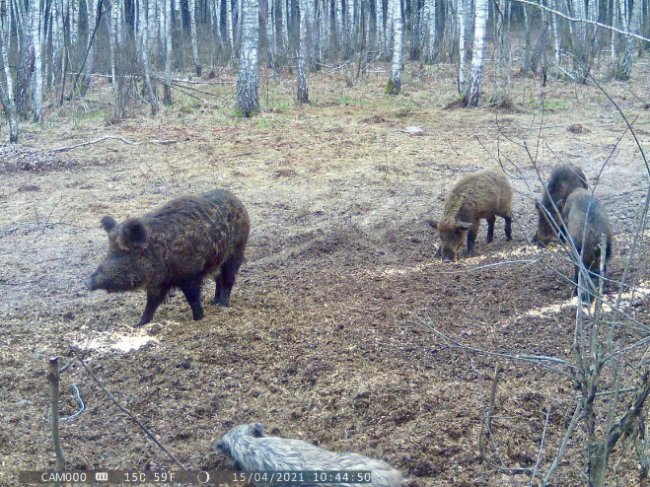 На Волині камера «впіймала» рідкісних журавлів. ФОТО
