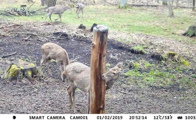 На Волині камера «впіймала» рідкісних журавлів. ФОТО