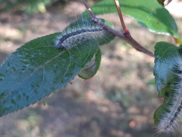 Через нашестя небезпечної гусені, яку вперше виявили на Волині, ввели карантин