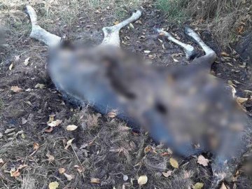 На Волині виявили загиблого червонокнижного лося