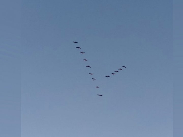 Повертаються з вирію раніше: на Волині зафіксували червонокнижних журавлів