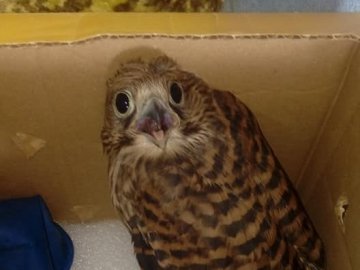 Лучанка знайшла вдома на балконі яструба