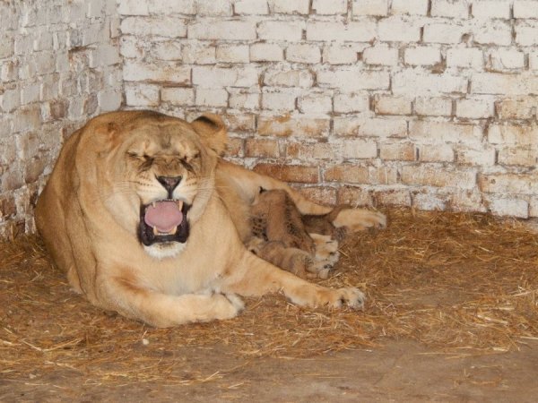 У луцькому зоопарку ‒ троє левенят. ФОТО