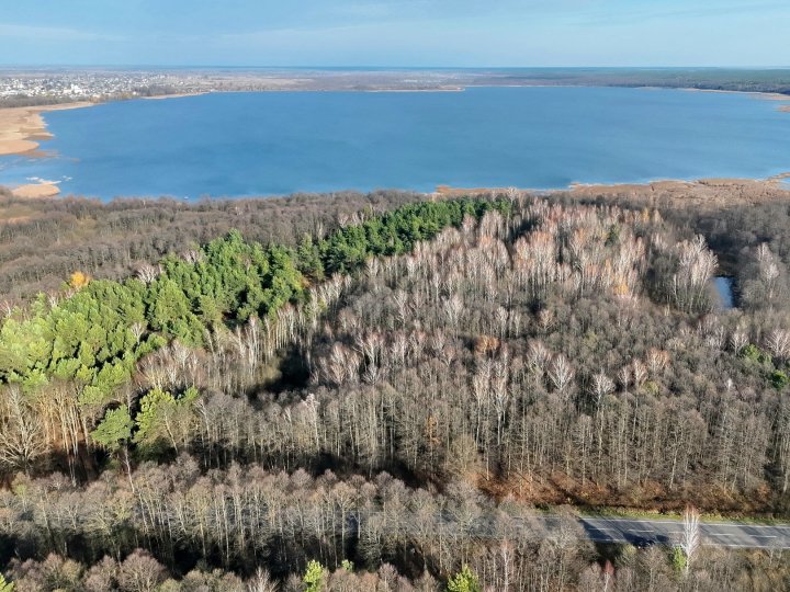 Болота біля Шацьких озер перетворюються на ліс, науковці хочуть втручатися. ФОТО