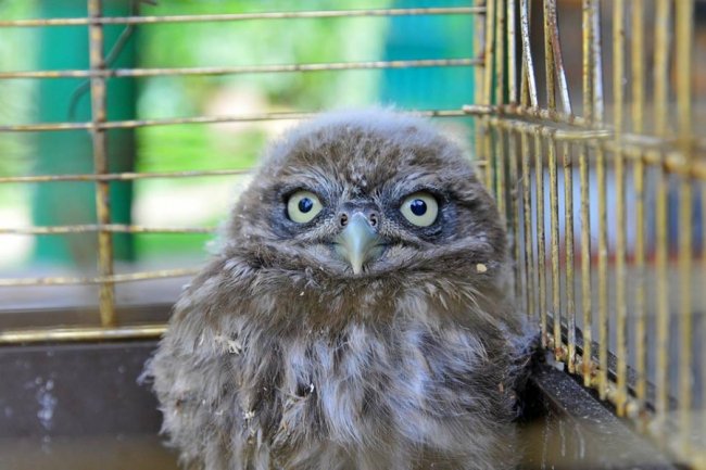Як у Луцькому зоопарку рятують покинуту пернату малечу