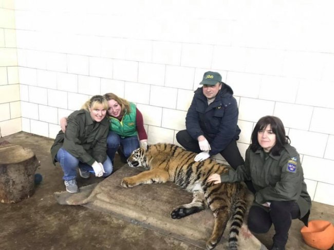 У луцькому зоопарку для тигриці Тріші влаштували медогляд. ФОТО