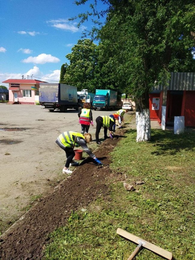 У Луцьку заквітчали зупинку: закликають підтримати ініціативу, щоб зробити місто зеленішим