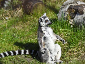 З 12 травня запрацює Луцький зоопарк: які правила діятимуть для відвідувачів