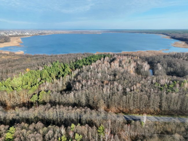 Болота біля Шацьких озер перетворюються на ліс, науковці хочуть втручатися. ФОТО