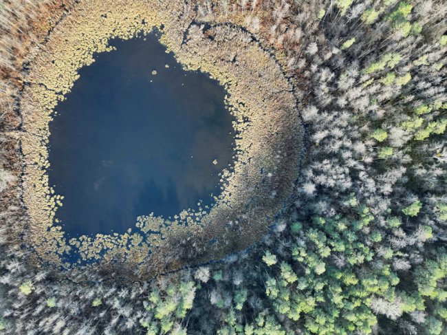 Болота біля Шацьких озер перетворюються на ліс, науковці хочуть втручатися. ФОТО