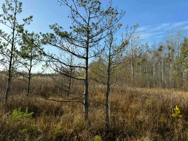 Болота біля Шацьких озер перетворюються на ліс, науковці хочуть втручатися. ФОТО