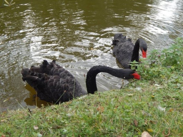 Осінь у Луцькому зоопарку. ФОТО