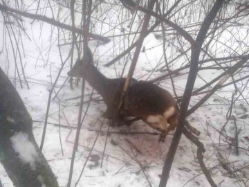 На Волині козуля потрапила у пастку браконьєрів. ФОТО