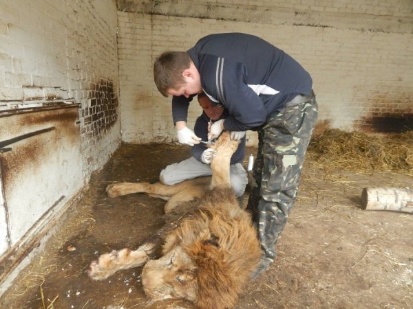 Леву із Луцького зоопарку викликали ветеринара з Києва. ФОТО