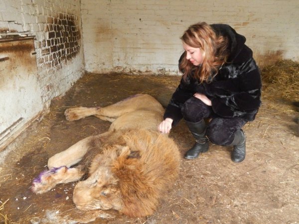 Леву із Луцького зоопарку викликали ветеринара з Києва. ФОТО