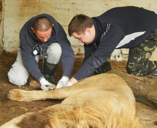 Леву із Луцького зоопарку викликали ветеринара з Києва. ФОТО