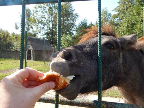 У Луцькому зоопарку з'явилися два поні. ФОТО
