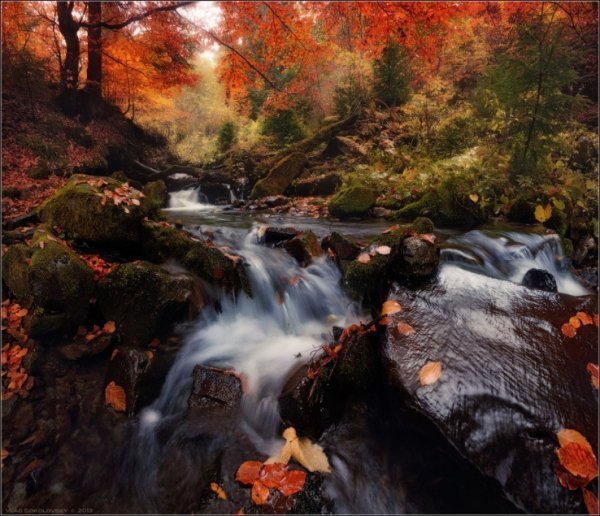 Пейзажі золотої пори: відтінки осені в Україні. ФОТО