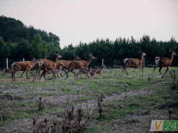 Як на Волині розводять оленів. ФОТО