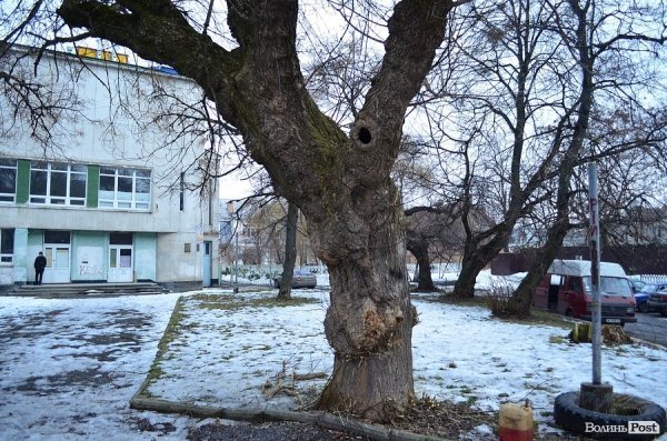 У луцькому «парку Горького» зрізують найстаріші дерева. ФОТО